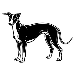 Elegant black and white illustration of a sleek dog standing