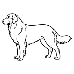 Golden retriever dog standing in profile view