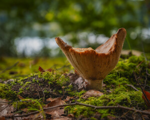 Solitary forest mushroom on mossy ground. Close-up of a single wild mushroom with a flared, slightly damaged cap growing on a moss-covered forest floor. Soft green background and natural lighting high