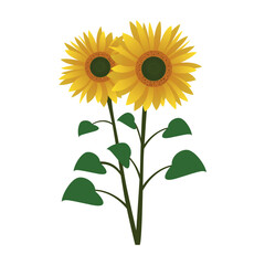 A large size sunflower illustration