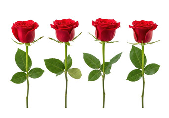 Four individual deep crimson red roses, velvety petals, emerald leaves with dewdrops, against a transparent studio background with copy space, natural perfection concept