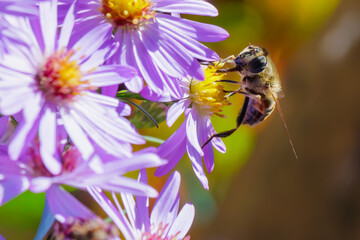 Honeybee pollinating purple aster flower with yellow center, close-up macro capturing fine insect and blossom details