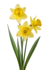 Three vibrant lemon-yellow daffodils with trumpet coronas and green stems, on a seamless transparent studio background with soft lighting, concept of freshness and vitality