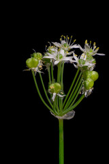 Flower of Chinese chive (Allium tuberosum) in Japan in September