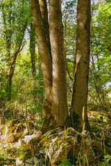 Three thick tree trunks growing closely together in a lush forest with moss-covered rocks and green foliage