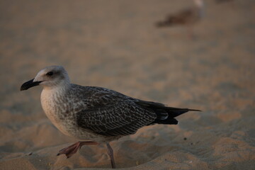 Seagulls walking on the sandy beach at sunset. Calm seaside landscape with warm evening light and blurred umbrellas in the background.