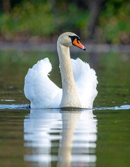 Fototapeta premium Graceful swan on placid water
