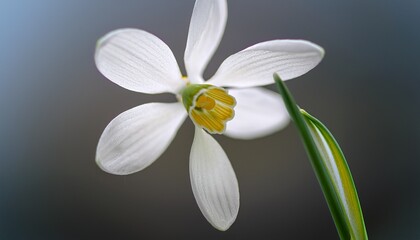 Fototapeta premium Snowdrop Flower Displaying Delicate White Petals And A Yellow Inner Marking Captured In Soft Focus Against A Gentle Background