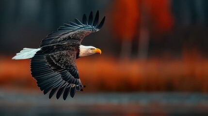 Majestic Bald Eagle Flying with Spread Wings Against a Blurred Natural Background