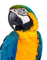 Close-up parrot portrait