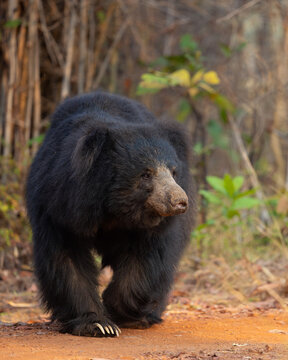 Sloth bear 2