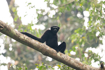 Gibbon chill