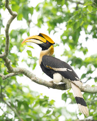 Great hornbill stance