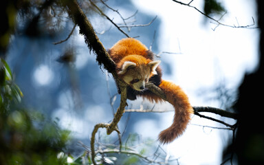Red panda 2