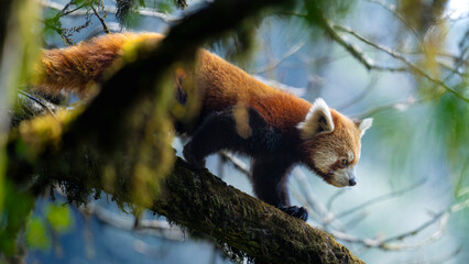 Red panda 3