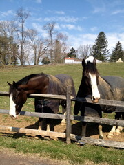 draft horses hang out at a stable