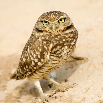 Burrowing Owl Portrait, Serious  and Wise Looking. 