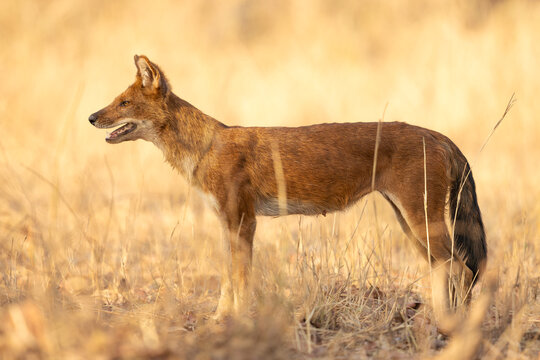 Dhole profile