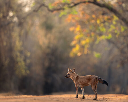 Dhole in Autumn