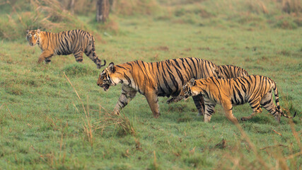 Fototapeta premium Tiger family
