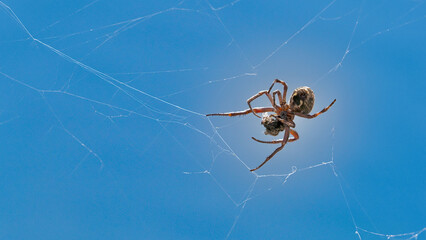 Detail of a bridge spider (Larinioides sclopetarius) with a blue sky in the background