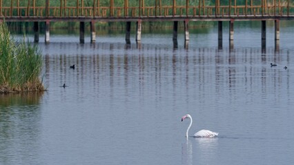 A solitary flamingo swims in the calm waters of Las Tablas de Daimiel (Ciudad Real, Spain