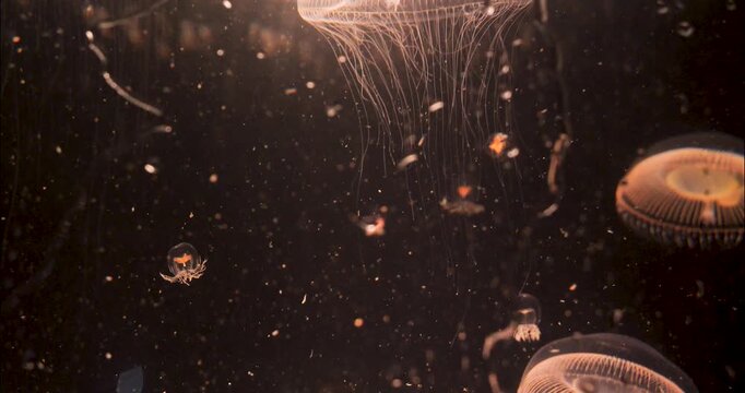 Jellyfish float peacefully in an aquarium