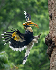 Great hornbill landing