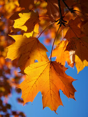 Golden maple leaves backlit by sunlight against a clear blue sky, autumn close-up. Generative AI