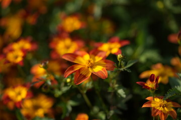Bright yellow and orange flowers in natural sunlight — a vibrant symbol of joy, warmth, and positive energy. Perfect image for hotel gardens, cafés, wellness brands, eco companies, and lifestyle marke