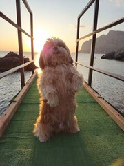 shih tzu dog rests on a pier near the sea
