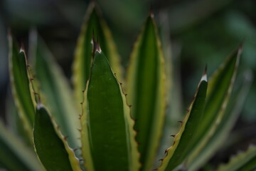 Macro photo of agave plant with green leaves and thorny edges. Botanical texture background for eco design, spa, and nature concepts.