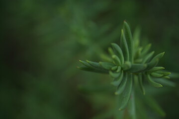 green plant leaves with pointed shapes, captured in macro photography. Soft blurred background with natural bokeh effect creates a fresh and organic look. Perfect for botanical, eco, and nature-relate