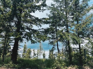 Lush green forest with tall trees and vibrant undergrowth on a sunny day