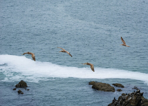 Pelicans flying in formation along coast