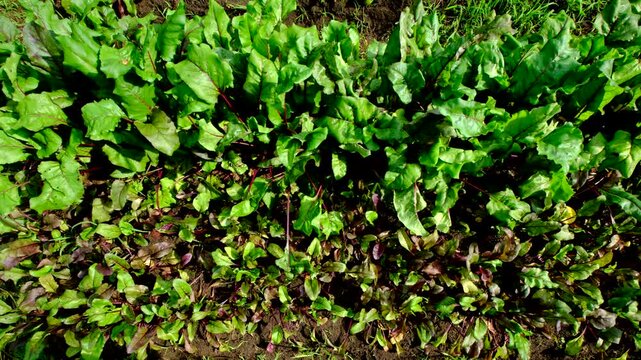 Top view of organic beetroots chard growing in garden bed in full sun while moving or walking forward alongside veggies