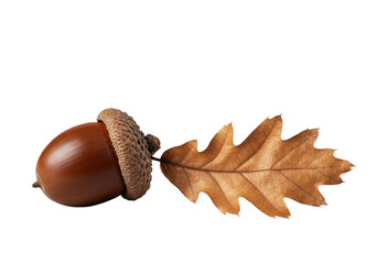 Flawless mahogany acorn with intricate cap and burnished bronze oak leaf, elegantly arranged on a pristine transparent studio background, macro photography, concept of natural perfection