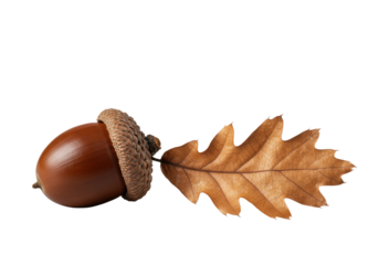 Flawless mahogany acorn with intricate cap and burnished bronze oak leaf, elegantly arranged on a pristine transparent studio background, macro photography, concept of natural perfection