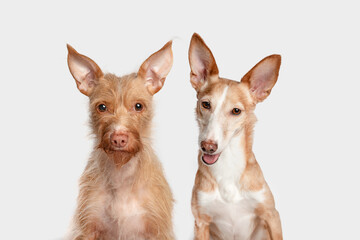 Close-up portrait of two brown Podenco dogs, Andalusian and Portuguese, half body, looking at camera on white studio background. Wirehaired breed and smooth-haired breed