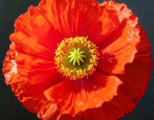 A vibrant, close-up view of a poppy flower, showcasing its rich orange-red petals and intricate center.