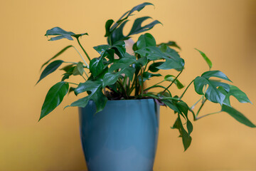 Monstera Adanson, Monstera in a green pot on a yellow background placed on a table, home flower