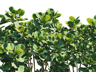 Obraz premium PNG of Lush green leaves of tropical plants, showcasing vibrant colors and detailed textures in a serene natural setting.