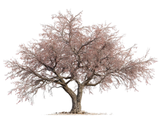 PNG of A majestic, blooming cherry blossom tree with delicate pink flowers against a clean backdrop, symbolizing springtime beauty.
