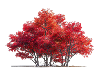PNG of Vibrant red autumn trees creating a stunning contrast against a clear sky.