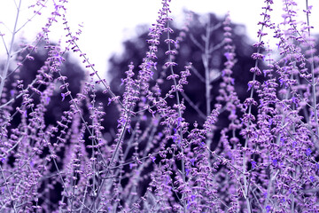 Horizontal photo of blooming lavender in soft sunlight. Close-up of delicate purple flowers with blurred background, symbolizing relaxation, health, beauty, perfume, nature, and harmony.