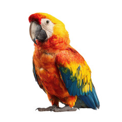 Vibrant scarlet macaw parrot with bright orange yellow and blue plumage perched and isolated on transparent background