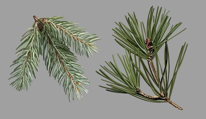 Set of detailed illustrations of fir and pine branches on a light gray background. Realistic elements of the winter forest are perfect for holiday design, decor, and seasonal projects. © Aneta