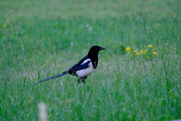 Elster auf einer Rasenfläche