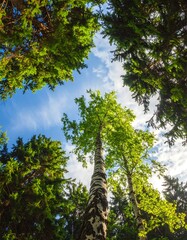 Fototapeta premium A vibrant forest canopy, reaching towards a bright, partly cloudy sky, showcasing tall trees and lush greenery.