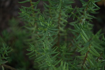 green plant leaves with pointed shapes, captured in macro photography. Soft blurred background with natural bokeh effect creates a fresh and organic look. Perfect for botanical, eco, and nature-relate